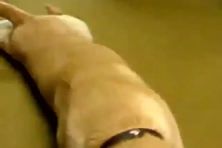 Chien rampant comme un militaire
