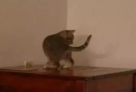 Chaton poursuit sa queue