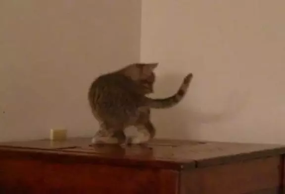 Chaton poursuit sa queue