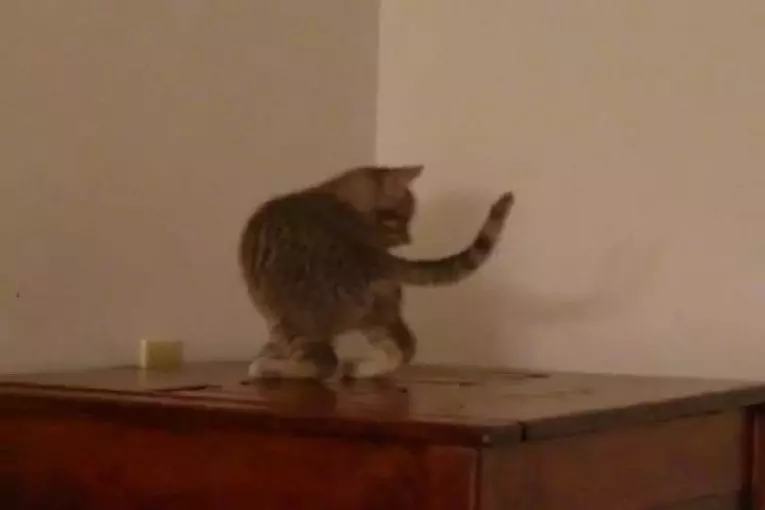 Chaton poursuit sa queue