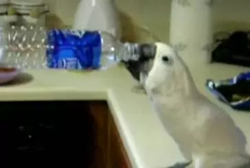 Oiseau boit à la bouteille d’eau