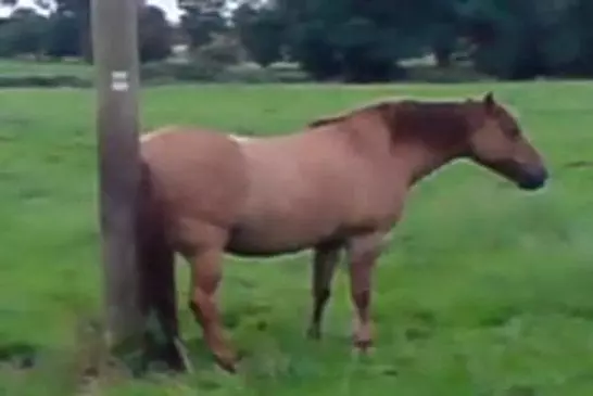 Cheval avec des démangeaisons au cul