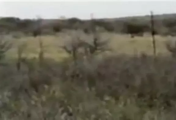 Lions attaquent un chasseur lors d'un safari