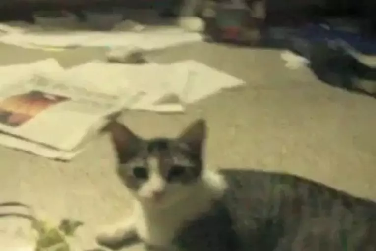 Chat ronronne comme un pigeon