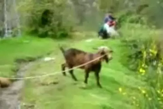 Chèvre hurlant comme un homme
