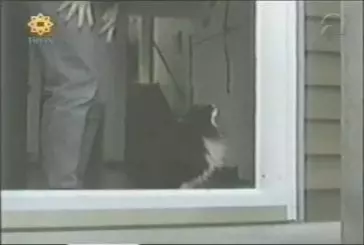 Chats ne comprend pas que la porte n'a plus de vitre
