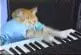 Chaton joue du piano