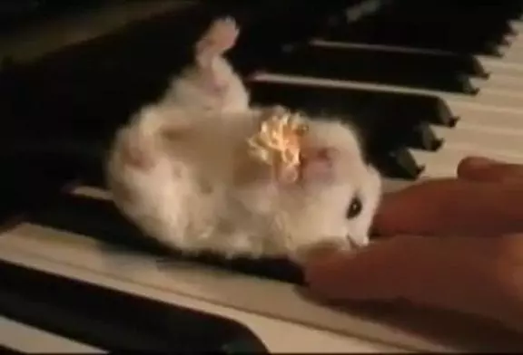 Hamster mangeant du pop corn sur le piano