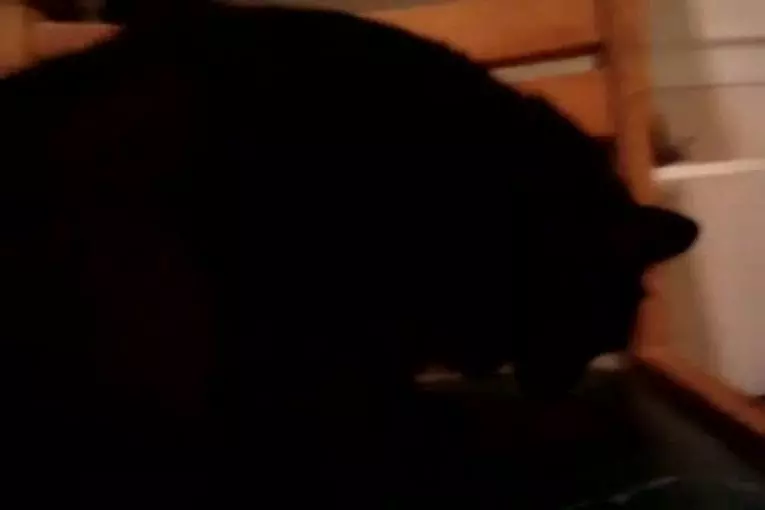 Chat non apprivoisé défigure son nouveau maître