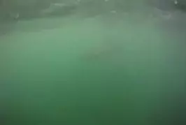 Surfer se retrouve au milieu de requins blancs