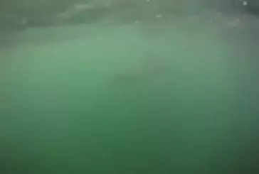 Surfer se retrouve au milieu de requins blancs