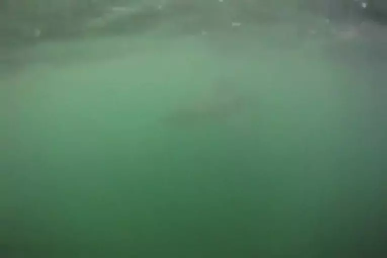 Surfer se retrouve au milieu de requins blancs
