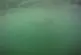 Surfer se retrouve au milieu de requins blancs