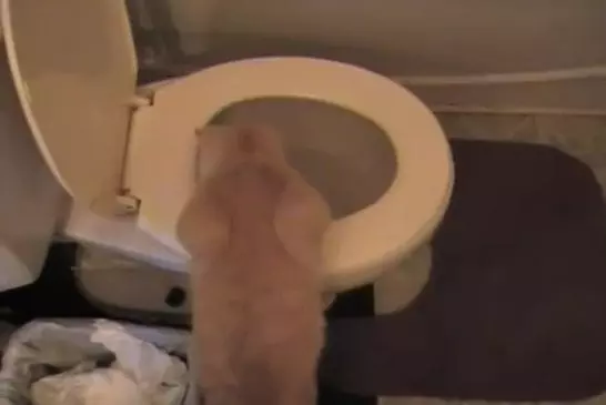 Chat surpris par la cuvette des toilettes