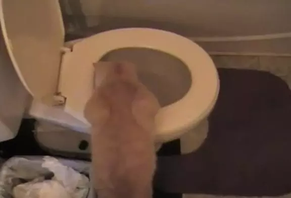 Chat surpris par la cuvette des toilettes