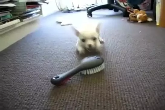 Chihuahua aboie sur une brosse à cheveux