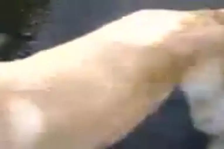 Chien se gratte le cul sur la route