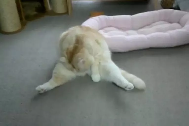 Chaton très paresseux