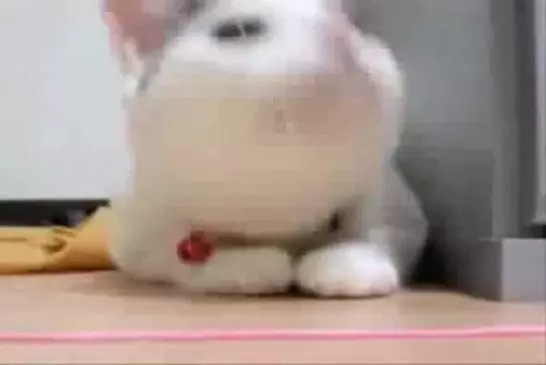 Chat danse sur de la techno