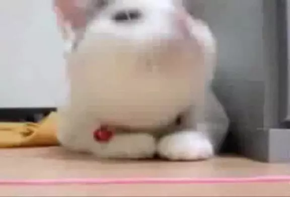 Chat danse sur de la techno