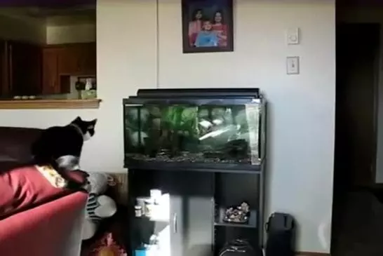 Chat vs aquarium