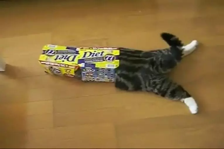 Un jeu amusant pour chaton