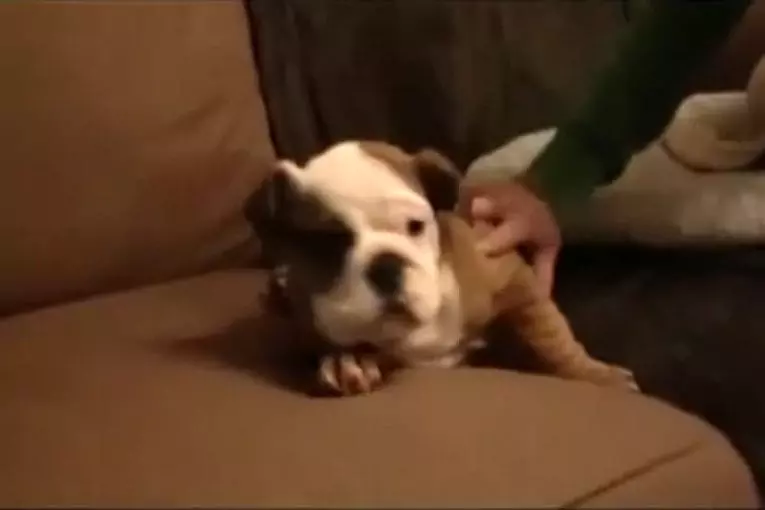 Chien confortablement installé pour faire sa sieste