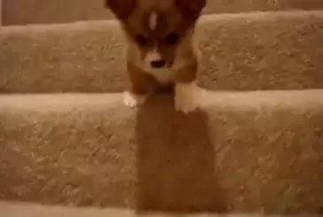 Bébé corgi n'ose pas descendre l'escalier