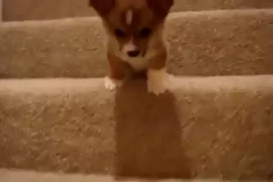 Bébé corgi n'ose pas descendre l'escalier