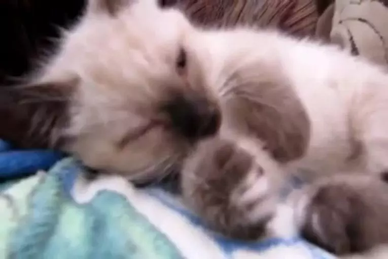 Chaton très fatigué