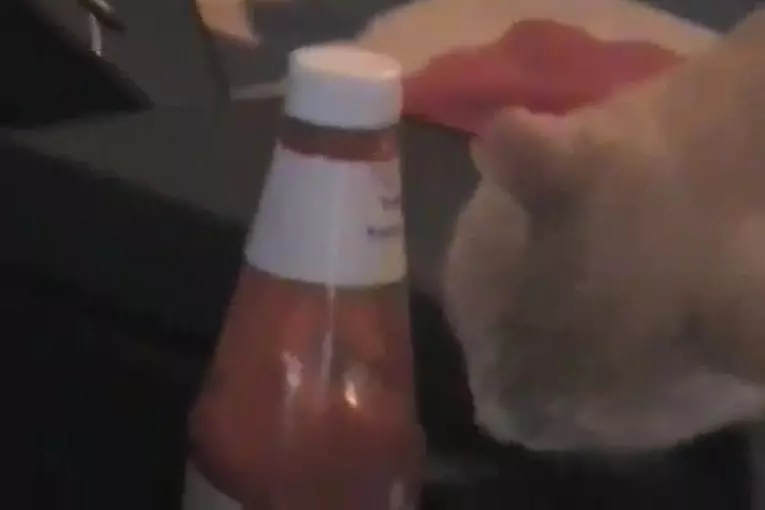 Ce chat aime le ketchup