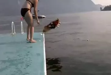 Corgi pas vraiment décidé à sauter dans l'eau