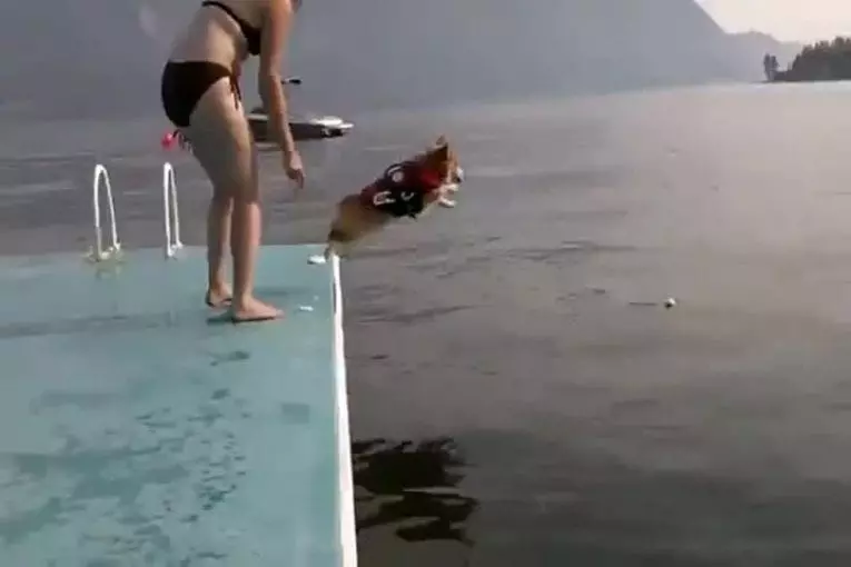 Corgi pas vraiment décidé à sauter dans l'eau