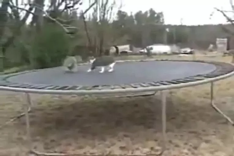 Chat joue avec un chien idiot