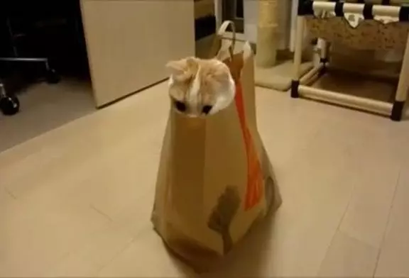 Chat japonais se cache dans un sac en papier