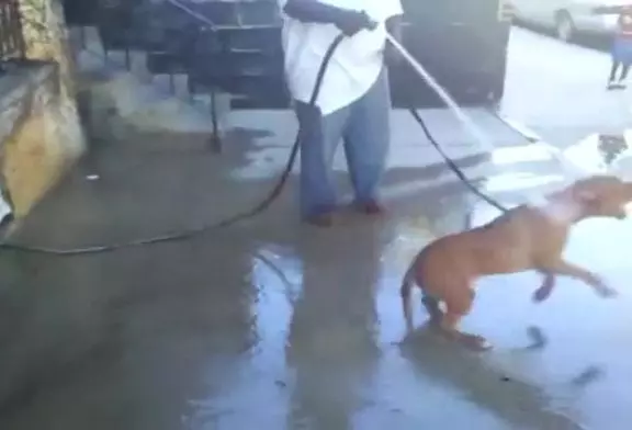 Chien se bat avec un tuyau d'eau