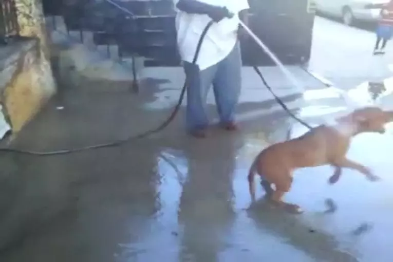 Chien se bat avec un tuyau d'eau