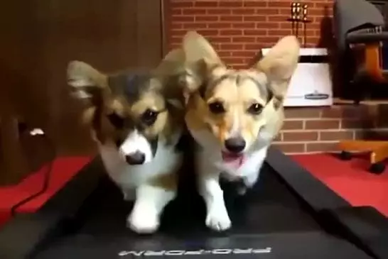 Corgis courent sur un tapis roulant