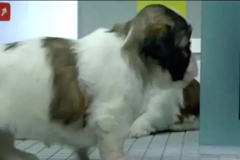 38 animaux vraiment mignons