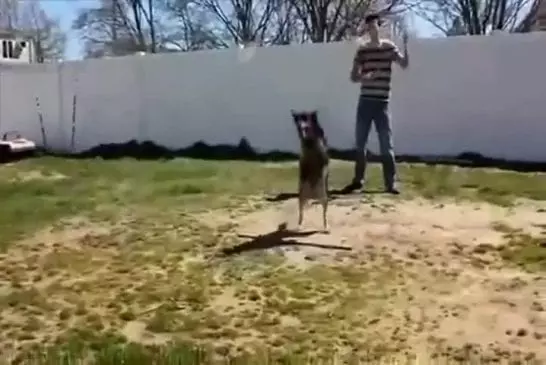 Chien fait de la double corde à sauter