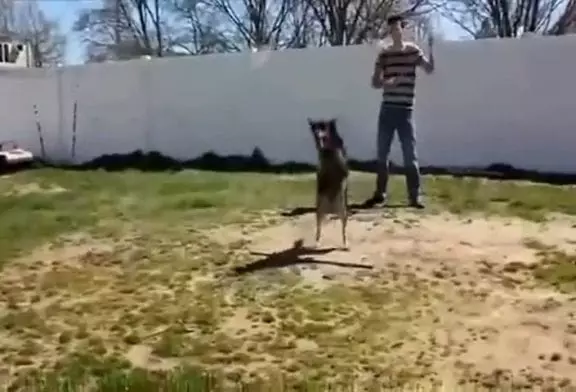 Chien fait de la double corde à sauter