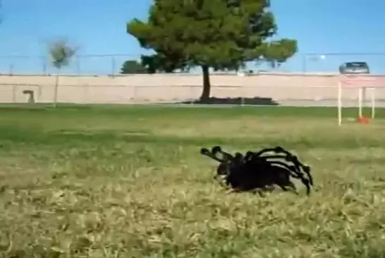 Une araignée géante terrorise la ville