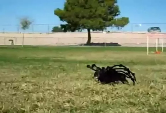 Une araignée géante terrorise la ville