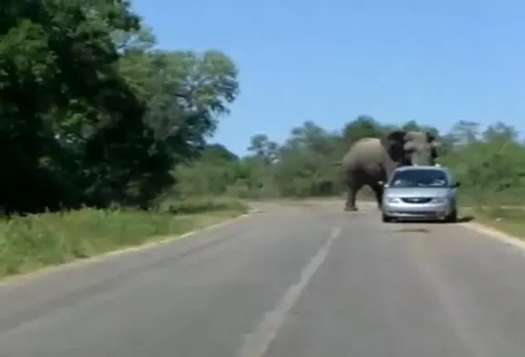 Eléphant charge une voiture