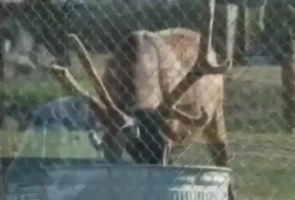 Wapiti sauve une marmotte de la noyade