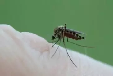 Piqûre de moustique en gros plan