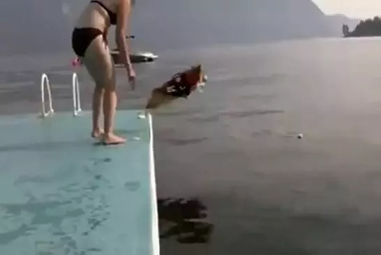 Corgi a peur de sauter dans l'eau