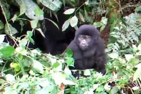 Bébé gorille essaie d'impressionner pour la 1ère fois