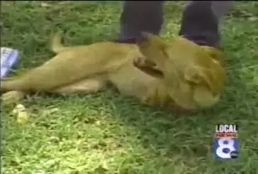 Chien à 2 pattes se redresse pour marcher