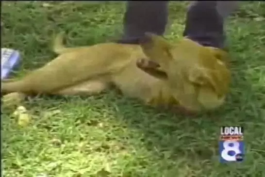 Chien à 2 pattes se redresse pour marcher